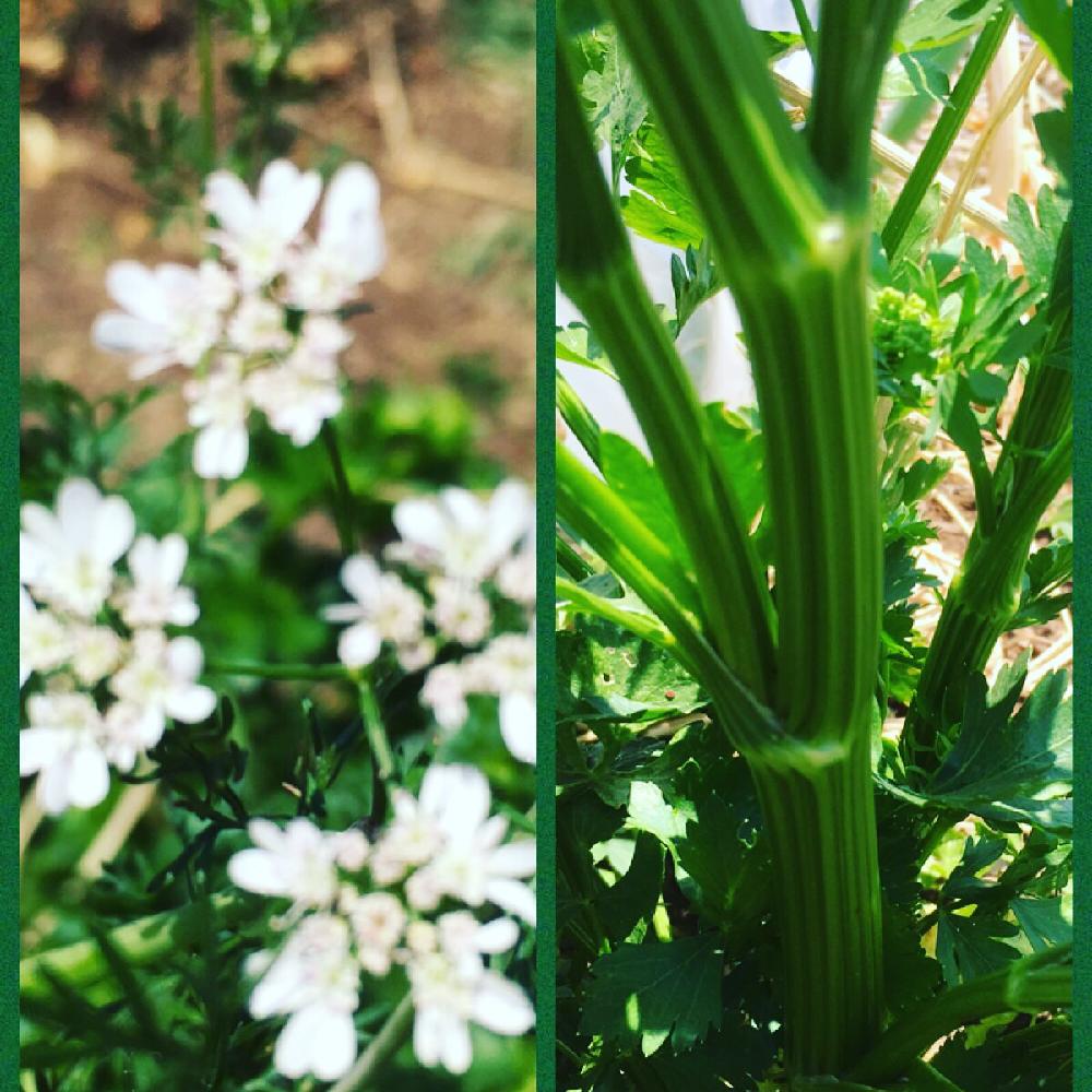 セロリの投稿画像 By Naonaoさん パクチーの花とマイ コレクションと大きくなりました と家庭菜園と植中毒と収穫とナチュラルスタイルと有機栽培と咲いた 17月5月23日 Greensnap グリーンスナップ