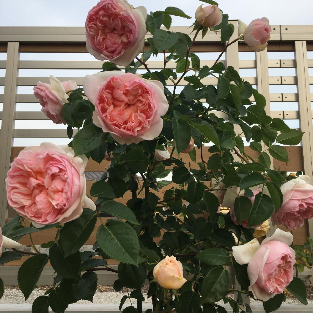 バラの投稿画像 By 美月さん バラ エヴリンとつるバラとガーデニングとバラの地植えとバラ フェンスとお花とアプリコット色とロザリアン 17月5月23日 Greensnap グリーンスナップ