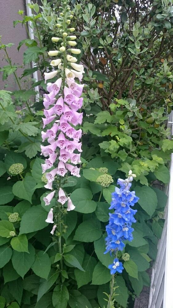 アナベルの投稿画像 By Ponyosukeさん デルフィニウムとジギタリスと庭の宿根草 17月5月24日 Greensnap グリーンスナップ