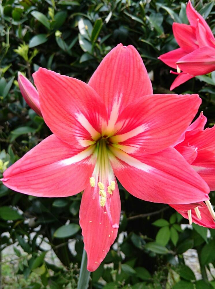 今日のお花の投稿画像 By ミンミンさん 大きいお花と赤い花 17月5月24日 Greensnap グリーンスナップ