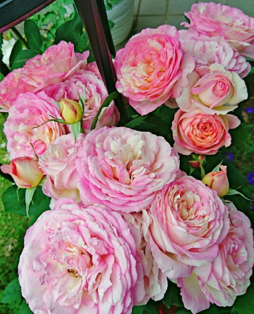 マルクシャガールの投稿画像 By りりかさん 開花とトゲが凄いと今日のお花とデルバールとバラ ミニバラとバラを楽しむと香りのバラと良い香り 17月5月24日 Greensnap グリーンスナップ