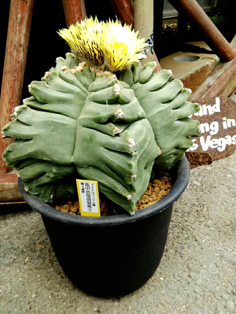 亀甲碧瑠璃鸞鳳玉の投稿画像 By ガーデンガーデンさん 多肉植物とレア多肉とサボテン科とサボテン とサボテンさんとサボテン とお気に入り と植中毒と今日のお花とアストロフィツム属と多肉植物とサボテンとサボテンの花と亀甲ヘキルリとインテリアグリーン 17月5