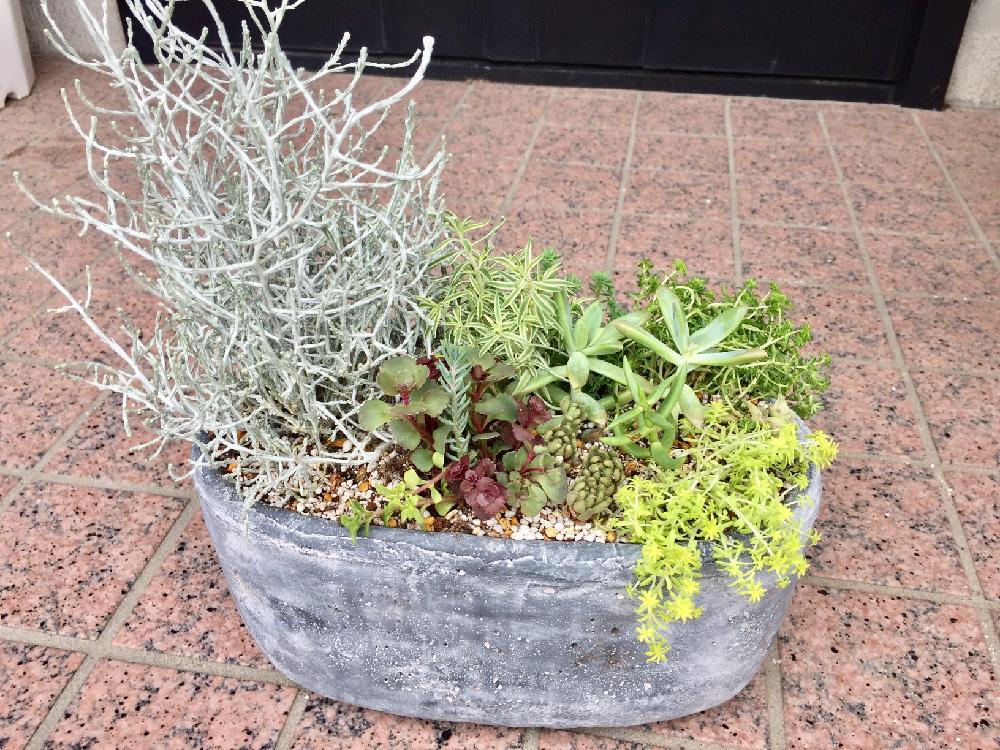 カロケファルス プラチーナの投稿画像 By たんたんさん 玄関と熱帯植物と観葉植物と多肉植物と多肉植物寄せ植えと熱帯植物と観葉植物と多肉植物と多肉植物寄せ植え 17月5月24日 Greensnap グリーンスナップ Greensnap グリーンスナップ