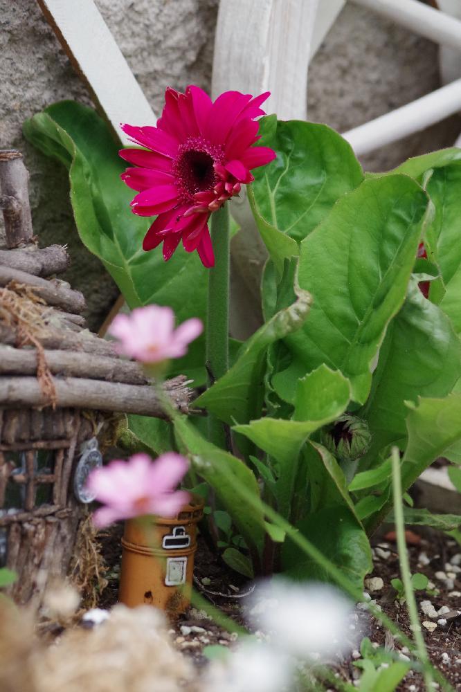 ガーベラの投稿画像 By Akoさん 冬越し成功とピンクの花と花壇とミニチュアハウスと 手作り花壇 コンテストと我が家の花壇とガーデニング 17月5月24日 Greensnap グリーンスナップ