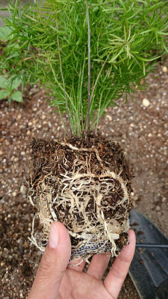 ガス 方 植え アスパラ の 観葉植物のアスパラガスの育て方とは？育てる場所や水やりのコツ、肥料の与え方などについて解説【カインズ植物図鑑】