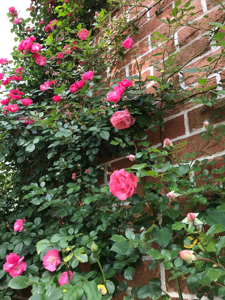 アンジェラの投稿画像 By Taka4volvoさん ラヴィーニアとバラ壁面とつるバラとバラ 鉢植えと今日のお花とバラ開花とバラを楽しむ 17月5月24日 Greensnap グリーンスナップ