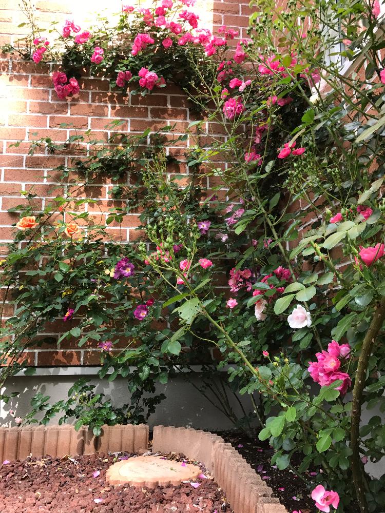 バラ壁面の投稿画像 By Taka4volvoさん つるバラと今日のお花とバラ開花とバラの地植えとバラを楽しむ 17月5月24日 Greensnap グリーンスナップ