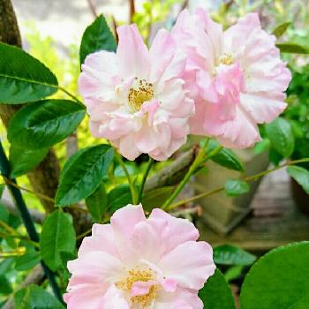 ピンクサマースノーの画像 by HanaHanaさん | 小さな庭とピンクサマースノーとかわいらしともっともっととタグは大切
