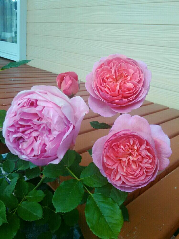 バラの投稿画像 By Kecoさん ボスコベルとバラ 鉢植えとバラ ミニバラとバラのある暮らし 17月5月24日 Greensnap グリーンスナップ