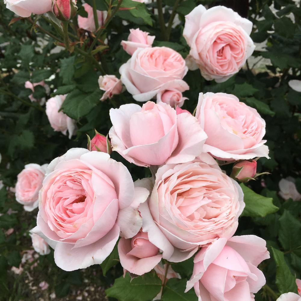 薔薇ナエマの投稿画像 By たけちゃんさん バラを楽しむ 17月5月24日 Greensnap グリーンスナップ