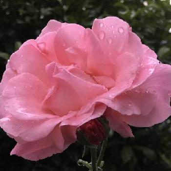 雨に負けないで！の画像 by 花が好きさん | 小さな庭とクィーンエリザベスと今日も笑顔で♡と花のある暮らし♡と雨の朝とありがとう♡と薔薇のある暮らし♡と優しい色合い♡と癒される～と好きな色♡と雨に負けないで！と薔薇が大好きです♡と嬉しいなあ♡とガーデニング