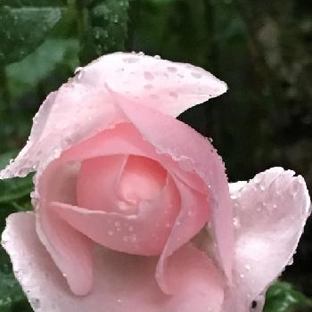 雨に負けないで！の画像 by 花が好きさん | 小さな庭と薔薇 ナエマと今日も笑顔で♡と花のある暮らし♡と雨の朝とありがとう♡と薔薇のある暮らし♡と癒される～と好きな色♡と雨に負けないで！と薔薇が大好きです♡と嬉しいなあ♡と良い香り〜〜♡