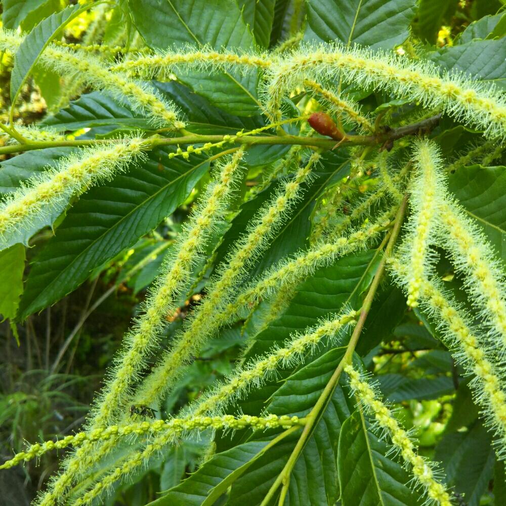 山栗の花の投稿画像 By よっちゃんさん 臭い花と散歩道 17月5月25日 Greensnap グリーンスナップ