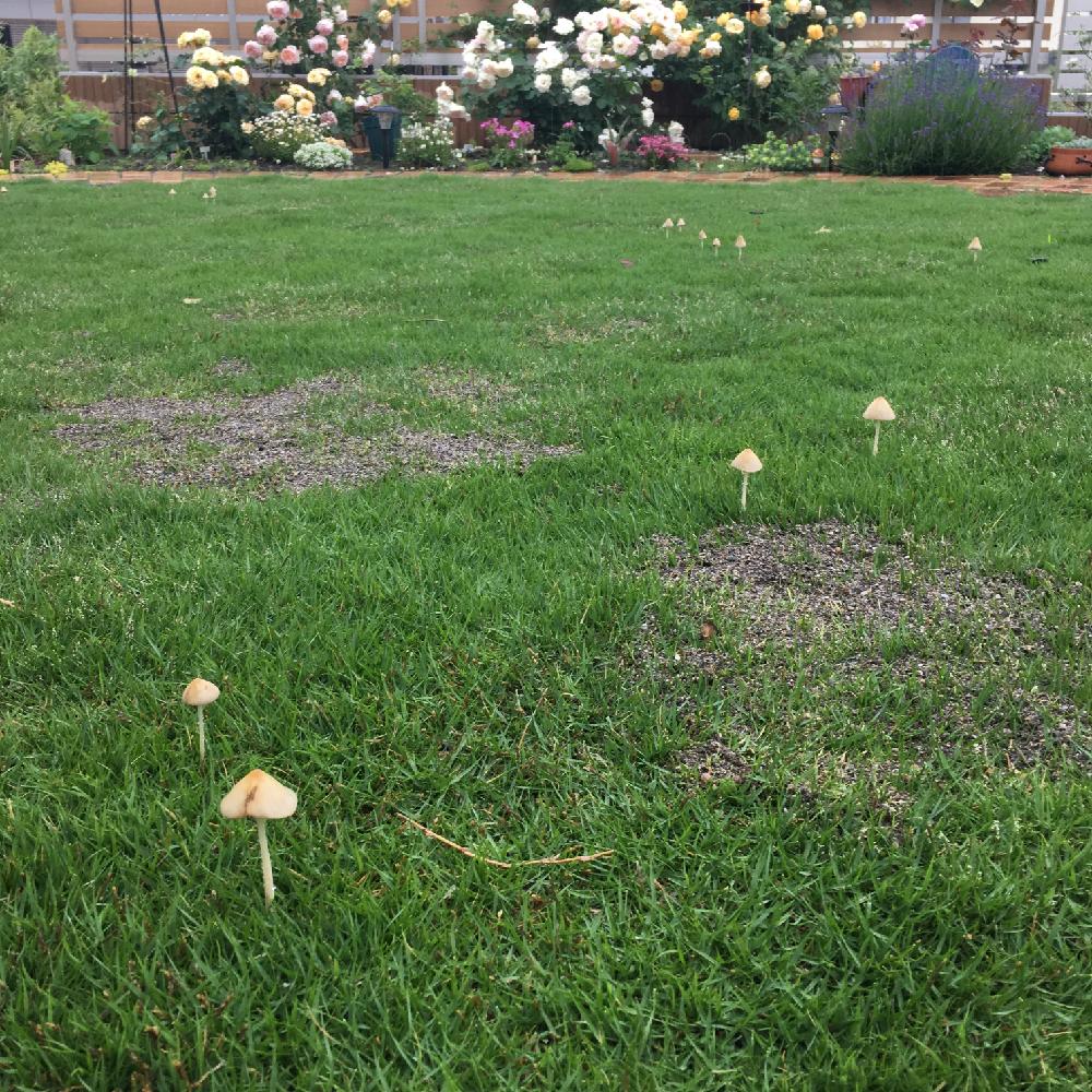 Tm9の投稿画像 By 美月さん キノコとバラと 芝生のお庭 コンテストとキノコ生える とつるバラと芝生の庭とガーデニングとバラの地植えとバラ フェンス 17月5月25日 Greensnap グリーンスナップ