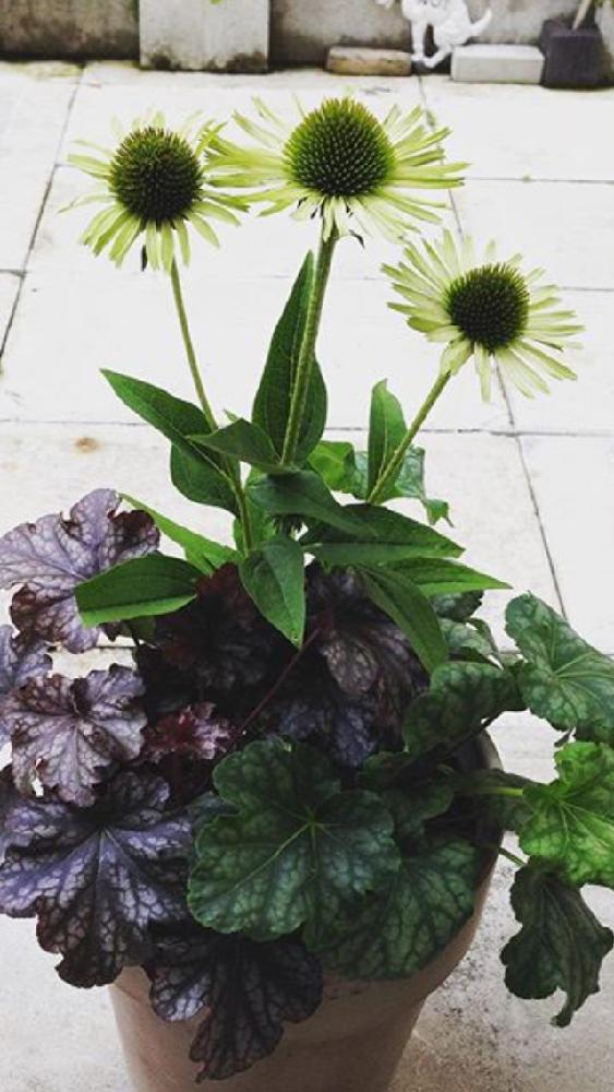 エキナセア グリーンジュエルの投稿画像 By Tousoukouさん エキナセアと今日のお花と今日の一枚と寄せ植え 17月5月25日 Greensnap グリーンスナップ