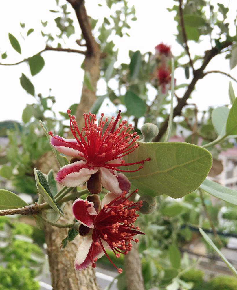 フェイジョア の投稿画像 By ベルさん ピンクの花と樹木と果物と赤い花 17月5月25日 Greensnap グリーンスナップ