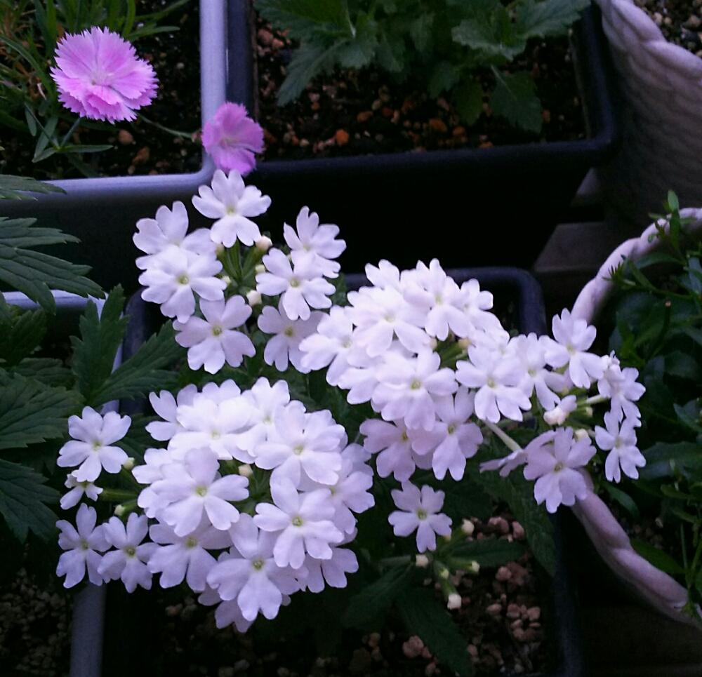 四季咲き香りなでしこ ピンクパフュームの投稿画像 By グラウカちゃん Debdeb さん バーベナと植中毒とgreensnap中毒と心 ほっこり 17月5月25日 Greensnap グリーンスナップ