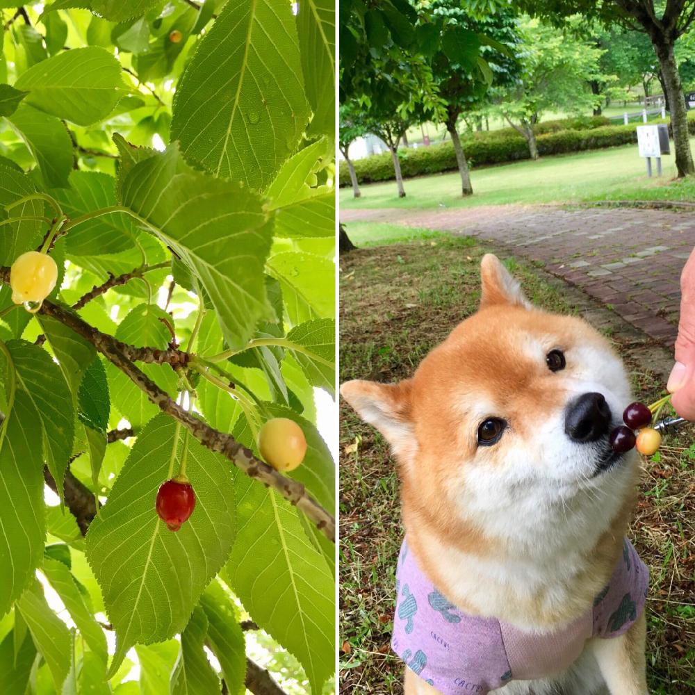 河津桜の実の投稿画像 By ヤマボウシ さん 河津桜と綺麗な実 と芝犬 ℒ ℴ Nℯ といつもの散歩道とワンコの散歩道と綺麗な葉っぱ と落ち着く 17月5月25日 Greensnap グリーンスナップ