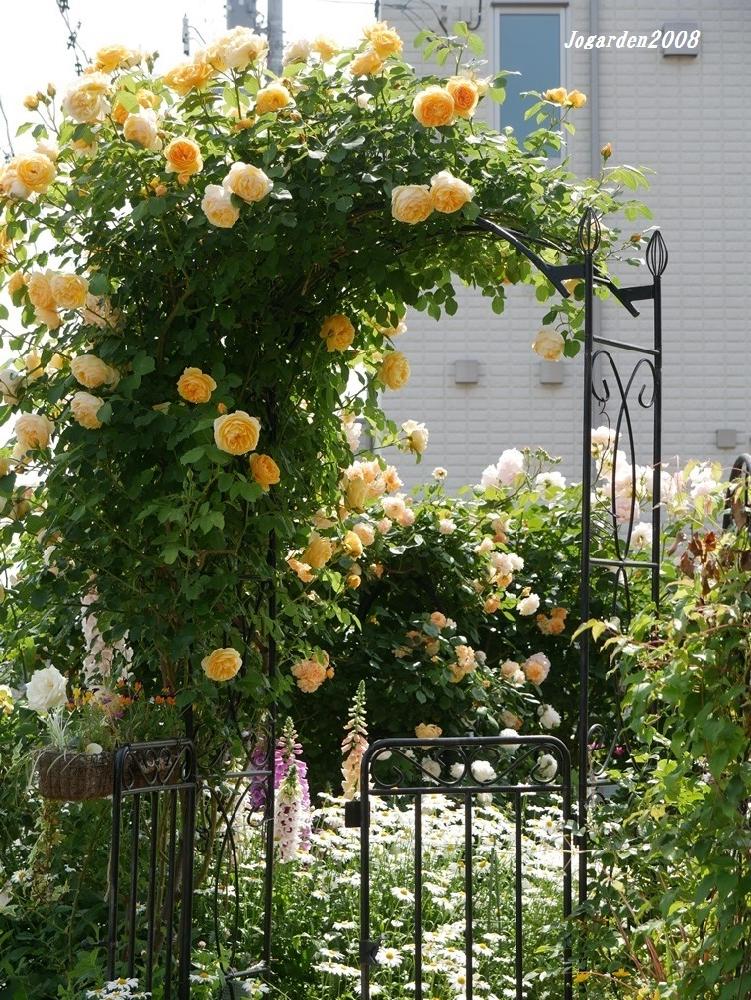 庭のバラ グラハムトーマスのアーチの投稿画像 By Joさん バラのアーチと お庭のアーチ コンテストと庭の風景と薔薇の季節と薔薇に魅せられてとバラ イングリッシュローズと薔薇のアーチとナチュラルガーデンとイングリッシュ ローズとグラハムトーマスと黄色いバラ