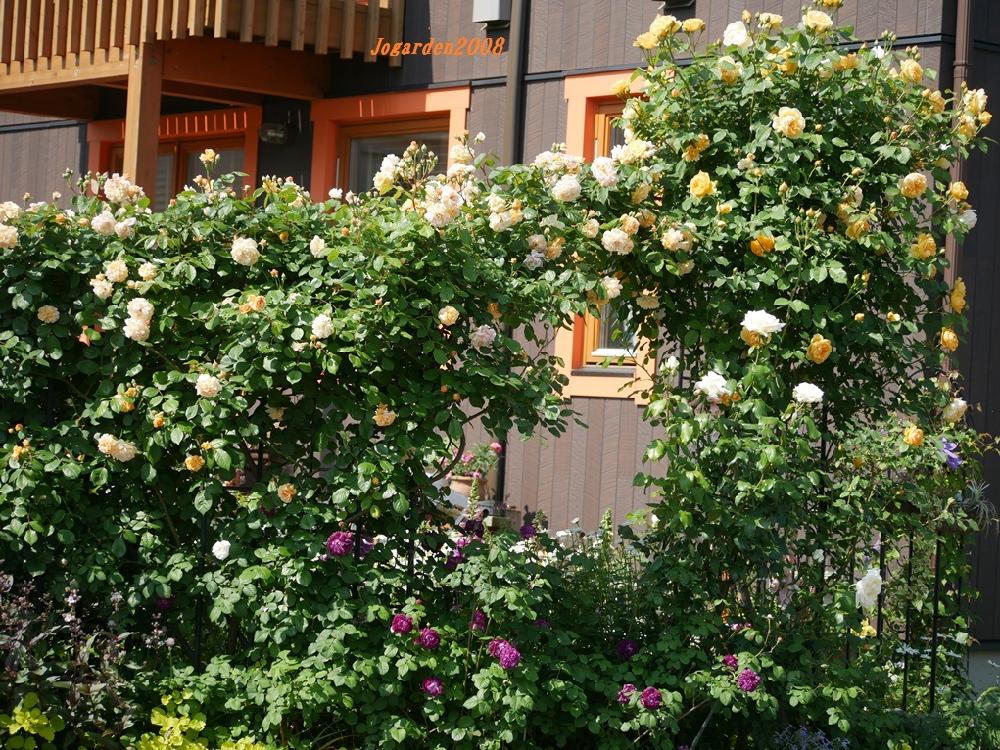 バラのトレリスとアーチの投稿画像 By Joさん バラのアーチと お庭のアーチ コンテストと庭の風景とバラ シュラブローズと薔薇の季節とイングリッシュ ローズとグラハムトーマスとオールドローズ 四季咲きと黄色いバラとイングリッシュガーデン風と薔薇の花 17月5