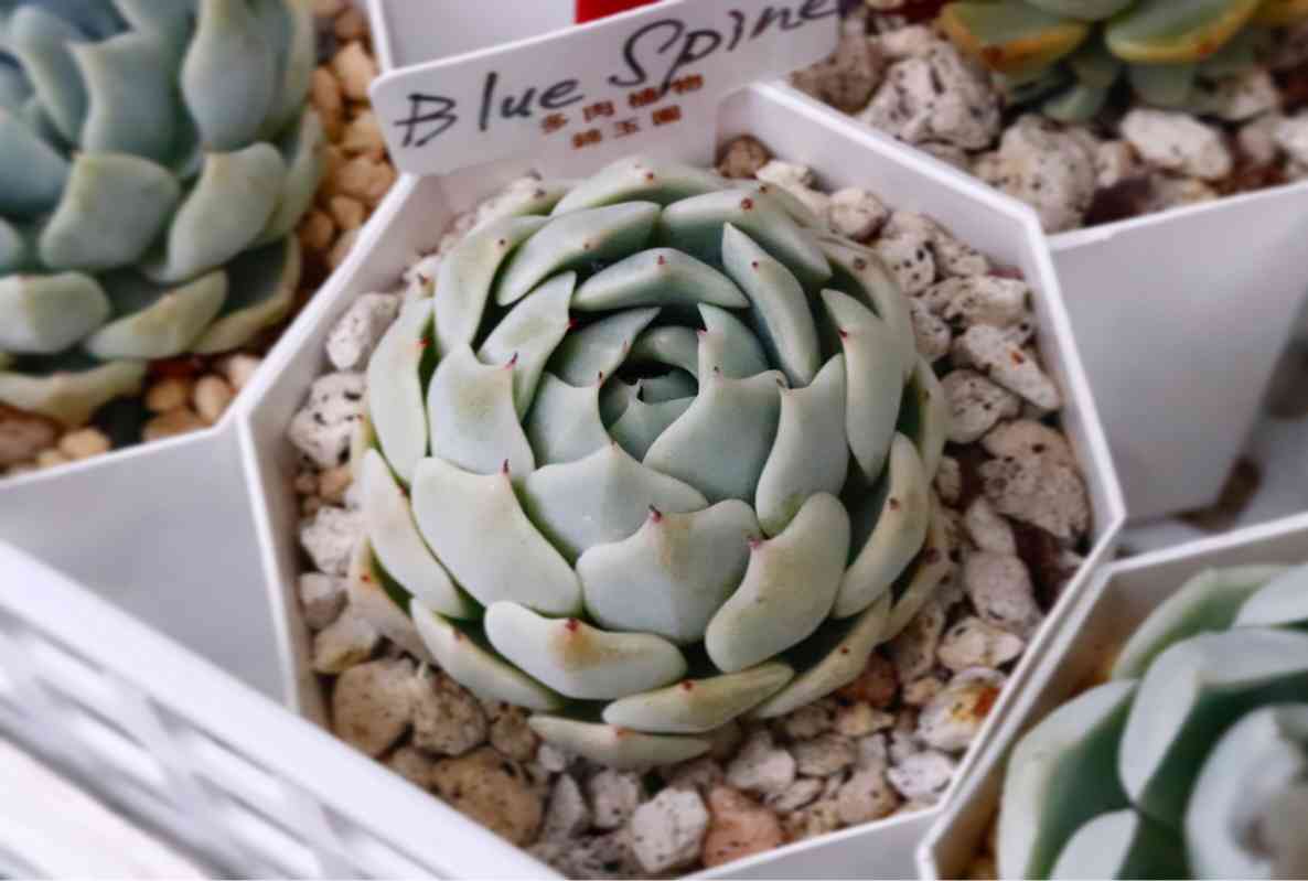 ブルースパインの一覧｜🍀GreenSnap（グリーンスナップ）