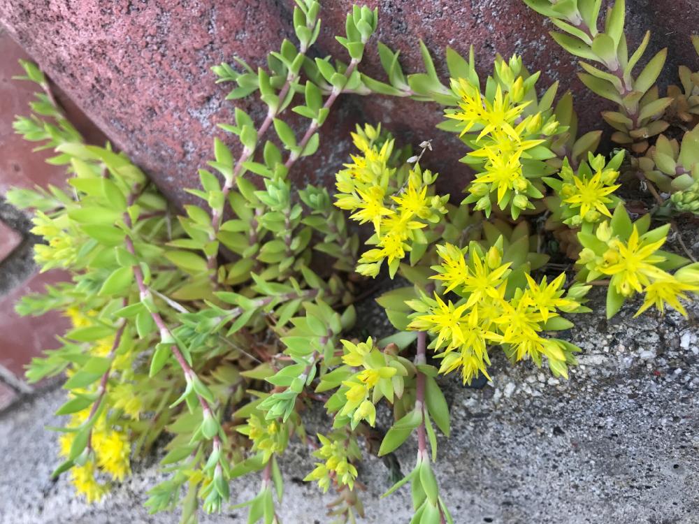 蔓万年草の投稿画像 By だいす さん セダムと5月の花 17月5月26日 Greensnap グリーンスナップ