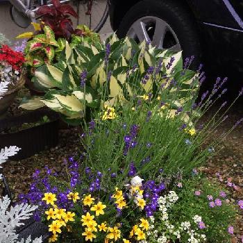 広がるお花の画像 by kenjiさん | アプローチとニチニチソウとラベンダーとギボウシ（ホスタ）とスイートアリッサム とシロタエギクと庭のお花と春のお花と観葉植物と良い香りのお花と寄せ植えといい匂いのお花と今日のお花と鉢植えと広がるお花と花つけ過ぎとガーデニングと我が家のお花