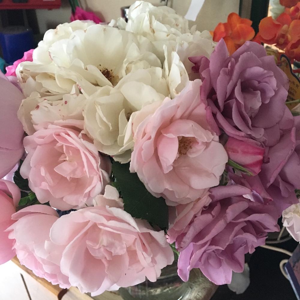 白いバラの投稿画像 By マーミンさん ピンクのバラ とパープルのバラとほんのりピンクとバラが好きと花瓶に生けたバラの花束 17月5月26日 Greensnap グリーンスナップ