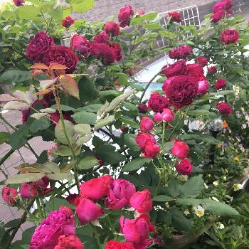 濃い赤紫の画像 by マーミンさん | 小さな庭と玄関前にと濃い赤紫と赤い花❤とつるバラとフェンス沿いとバラが好きとバラの地植えとアクセント