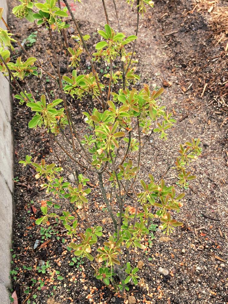 サラサドウダンの投稿画像 By たなみさん ドウダンツツジと石のある景色とナチュラルと庭づくりと自然栽培と和風の庭と無農薬と成長記録と植え付け記録と無 肥料 17月5月26日 Greensnap グリーンスナップ