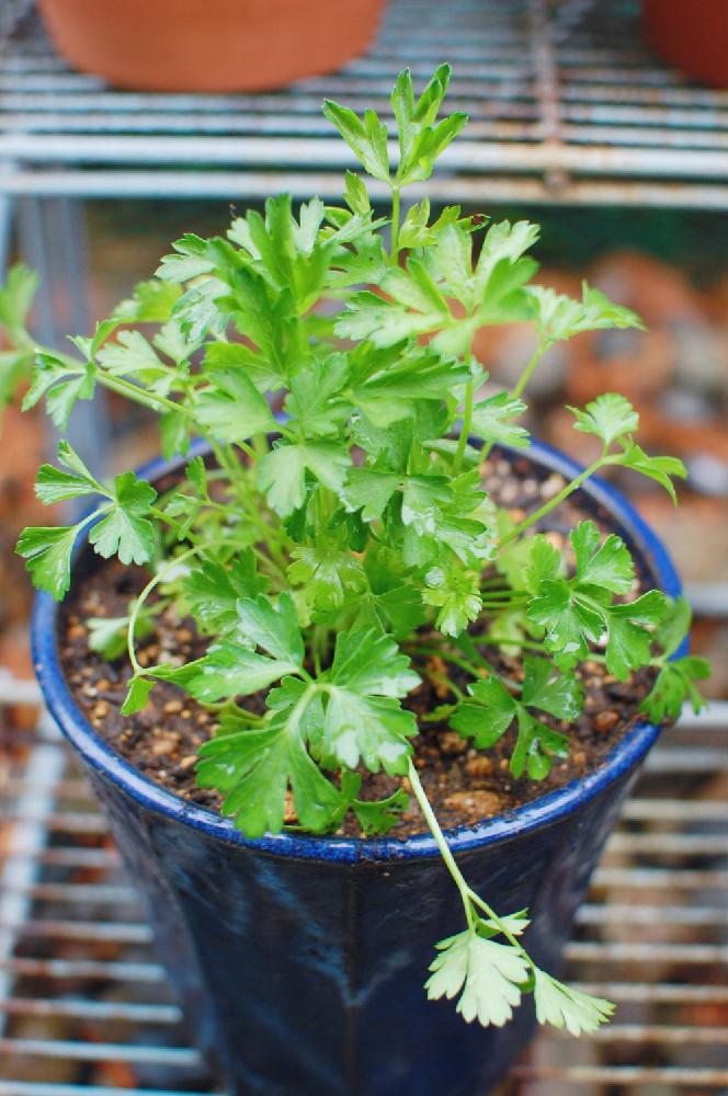 イタリアンパセリの投稿画像 By ちゃかちょんさん ガーデニングと家庭菜園 17月5月26日 Greensnap グリーンスナップ