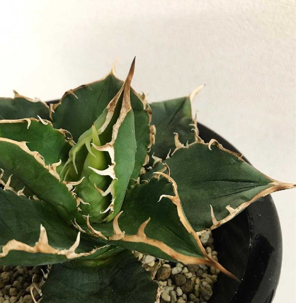 アガベ パリーとチタノータ|🍀GreenSnap(グリーンスナップ) アガベ パリーとチタノータ|🍀GreenSnap(グリーンスナップ)