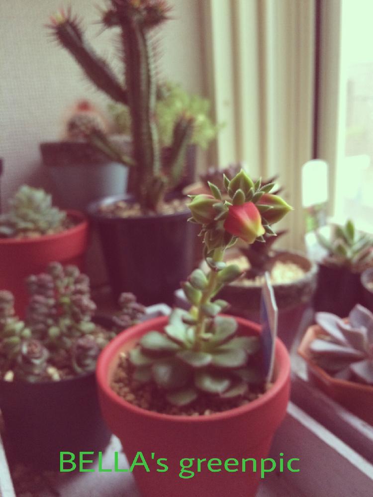 ジョアンダニエルの投稿画像 By Bellaさん 多肉植物と初心者ですと寒さに強いとわが家の多肉スペースと植中毒と今日の一枚と出窓グリーンと多肉婦人会と 北海道 17月5月27日 Greensnap グリーンスナップ