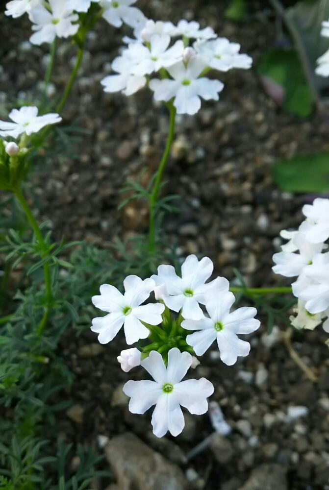 タピアンの投稿画像 By まいこさん 癒やしとかわいい と今日の一枚 と白いとかわいい花びらと今日のお花と綺麗と小さい花 17月5 月27日 Greensnap グリーンスナップ