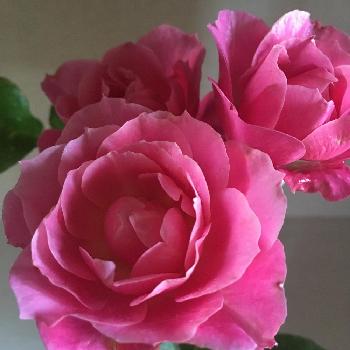薔薇を愛でるの画像 by ビアンコさん | 玄関とミニバラと美しいと可愛いとバラを楽しむと楽しいと薔薇を愛でる