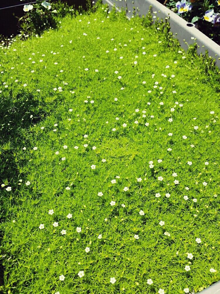 もふリッチ サギナの投稿画像 By Ryoさん 今日のお花と花のある暮らしと緑のある暮らしとボタニカルライフ 17月5月27日 Greensnap グリーンスナップ
