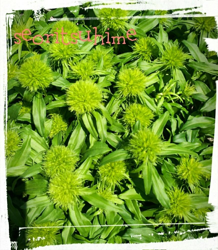 テマリソウの投稿画像 By 高橋園芸さん アプローチと植中毒と花苗と咲いた とお店のディスプレイと植中毒と花苗と咲いた とお店のディスプレイ 17月5月27日 Greensnap グリーンスナップ Greensnap グリーンスナップ テマリソウの投稿画像 By 高橋園芸さん アプローチと植中毒と花苗と咲いた とお店のディスプレイと植中毒と花苗と咲いた とお店のディスプレイ 17月5月27日 Greensnap グリーンスナップ Greensnap グリーンスナップ