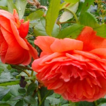薔薇サマーソングの画像 by hana544さん | 小さな庭と薔薇サマーソングと植中毒とバラ 鉢植え
