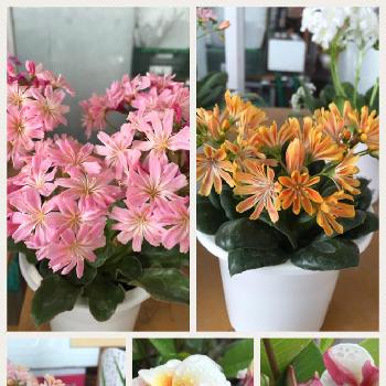 両親の画像 by nobukoさん | お出かけ先と多肉植物初心者と立派！！と薔薇♡と花壇と大好きと今日のお花と素敵な色合いと綺麗と可愛い植木鉢と可愛いとお花と両親