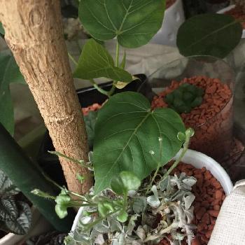 フィロデンドロン ブラジルの投稿画像 By ありさん バリントニアとボンバックスとインドボダイジュとハートカズラ斑入り レディハート とビカクシダ アルシコルネとフリーセア レッドチェストナットとベンジャミンとホヤ カルノーサとポリシャスとアロカシア 17