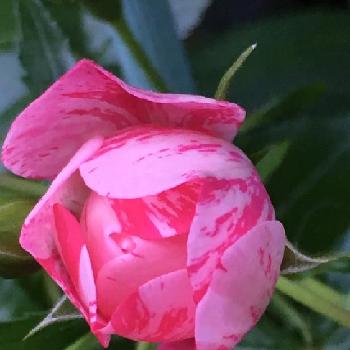 フラワーカーペット、ピンクスプラッシュの画像 by 花が好きさん | 小さな庭とフラワーカーペット、ピンクスプラッシュと花のある暮らし♡と薔薇のある暮らし♡と癒される～と可愛い〜♡と薔薇が大好きです♡とガーデニング