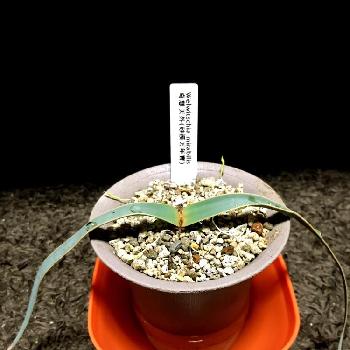 アフリカナミブ砂漠の投稿画像一覧 Greensnap グリーンスナップ アフリカナミブ砂漠の投稿画像一覧 Greensnap グリーンスナップ