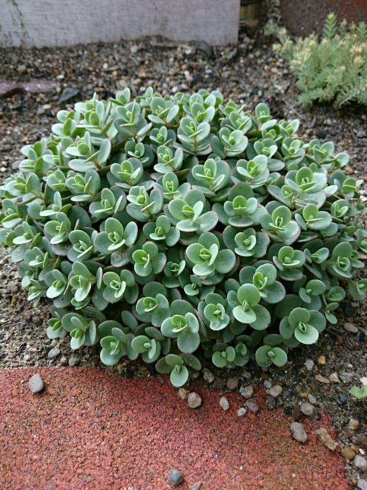 ライムジンジャーの投稿画像 By ゆゆぴー 彡 さん 植中毒と多肉植物と多肉女子 17月5月28日 Greensnap グリーンスナップ