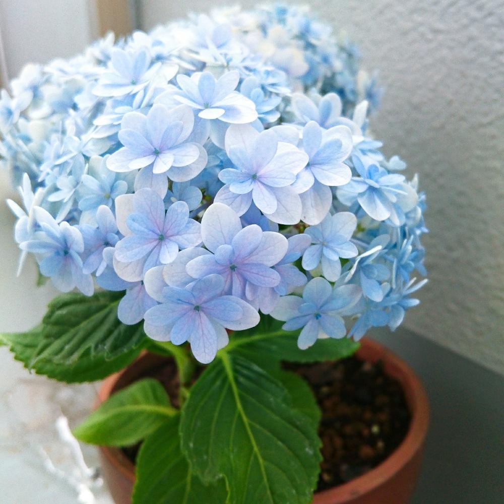 バルコニー ベランダの投稿画像 By えみさん あじさいコンテストとてまりてまりと紫陽花 アジサイ あじさいと鉢植えアジサイと水切れに注意 とあじさい コンテストとてまりてまりと紫陽花 アジサイ あじさいと鉢植えアジサイと水切れに注意 17月5月28日