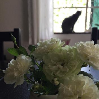 卓上の画像 by sofyさん | 部屋とグリーンアイスと備忘録と卓上と今日のお花と白い花