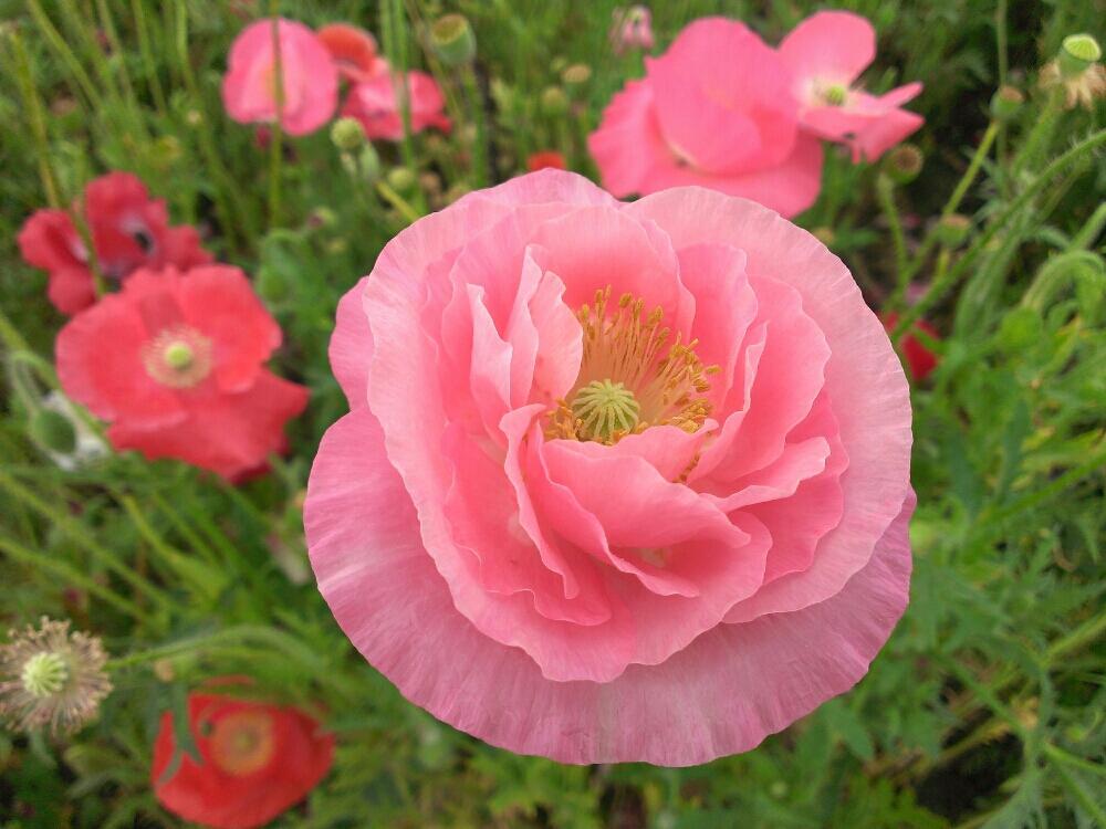 ポピーの投稿画像 By Kumiさん ピンクの花と満開と季節の花ときれいと可愛いとうっとり 17月5月28日 Greensnap グリーンスナップ