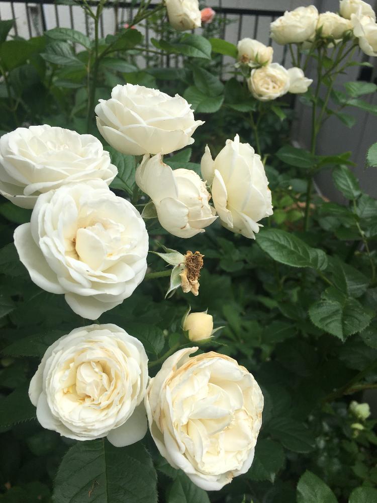 薔薇 アルテミスの投稿画像 By Francaiseさん 自然美と植中毒と 薔薇 とこの季節来たと 春が来た 17月5月28日 Greensnap グリーンスナップ