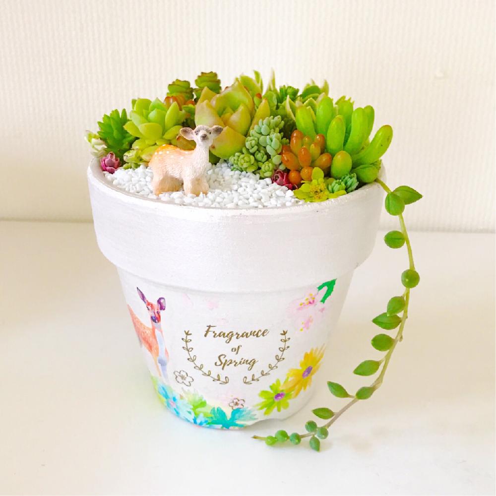多肉植物の投稿画像 By Coppiさん ハンドメイド 鉢とプレゼントと寄せ植えと今日の一枚とリメ鉢と多肉女子と動物とリメ缶 リメ鉢 とハンドメイドとガーデニングポットとリメイク缶と植木鉢と手作りリメ鉢リメ缶とインテリアグリーンとリメイク鉢 17月5月28日