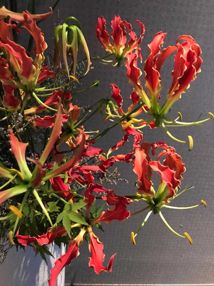 グロリオサの投稿画像 By Nayukiさん ファイアーリリーと旅先 17月5月29日 Greensnap グリーンスナップ