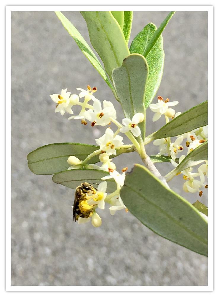 オリーブの投稿画像 By ちょこgreさん 実がなる木と受粉 と今日の一枚とハチさんと白い花と小さな花 17月5月29日 Greensnap グリーンスナップ